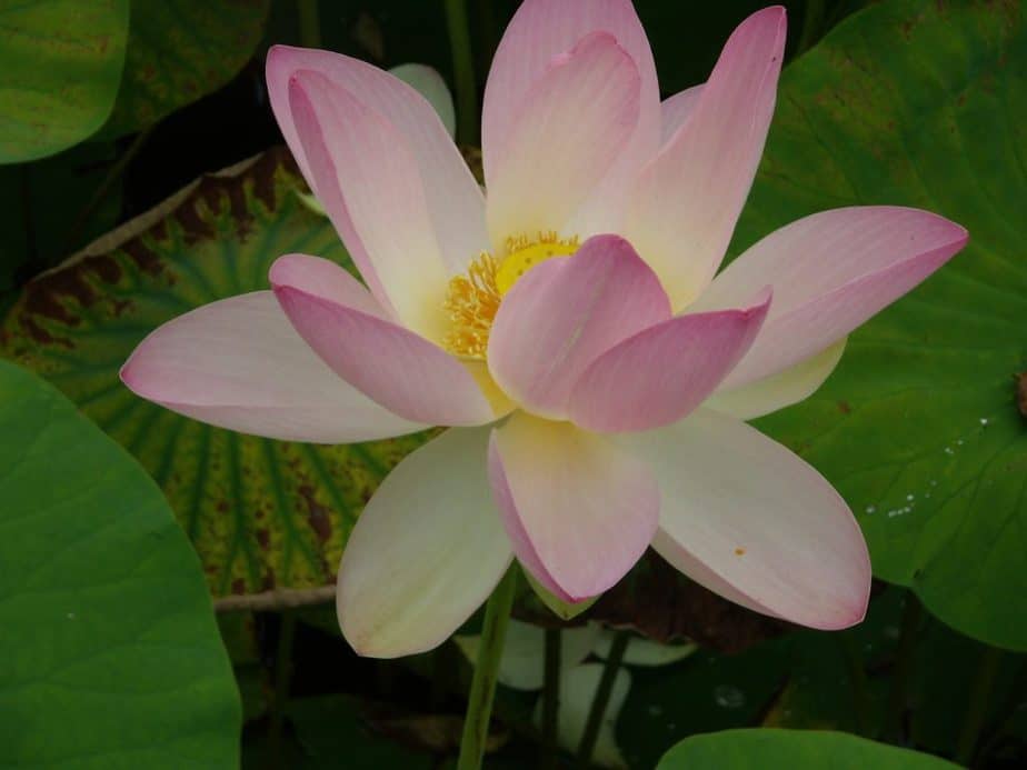 thich nhat hanh tradition